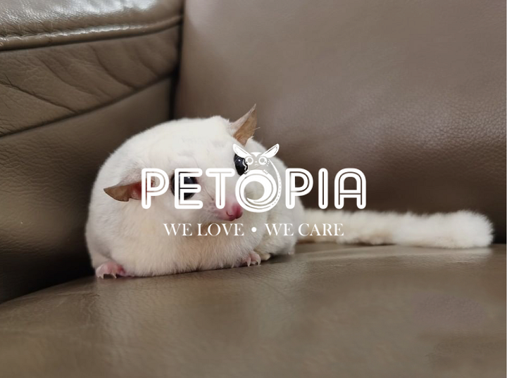 PETOPIA