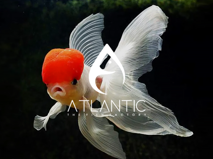 Shop ATLANTIC on Atome