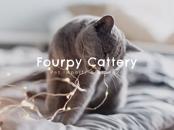 Shop Fourpy Cattery on Atome