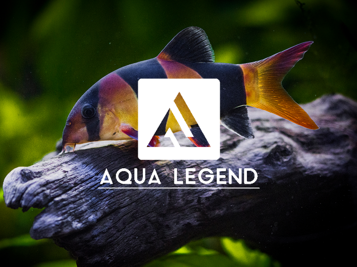 Shop Aqua Legend on Atome