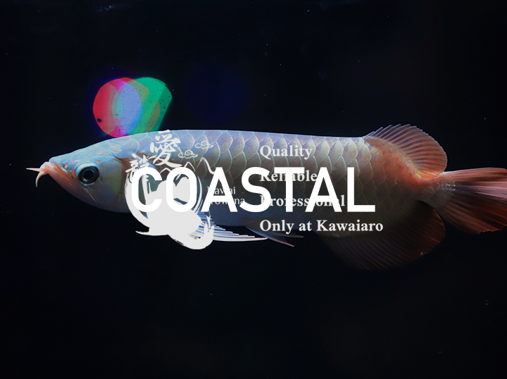 Shop Kawaiaro on Atome