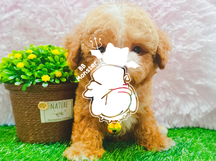 Shop BB Monster Pet House on Atome