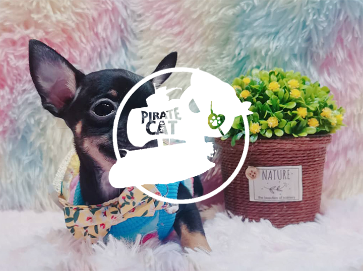 Shop PIRATE CAT on Atome