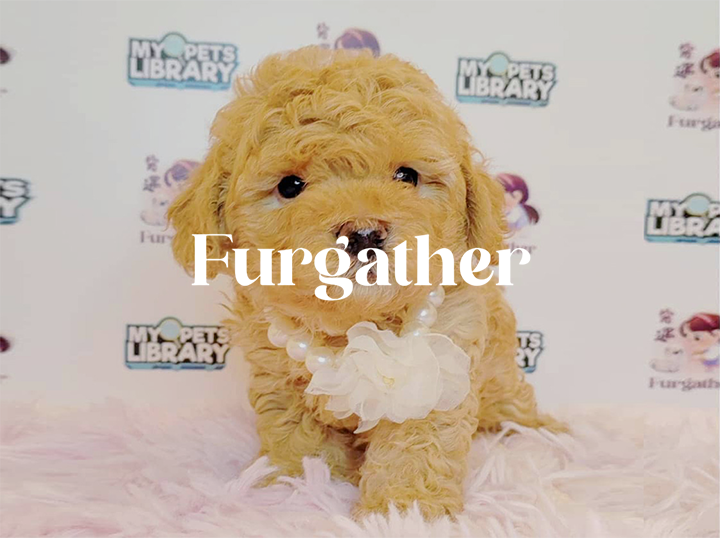 FURGATHER DESTINY PET HOUSE