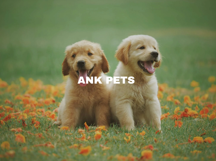 ANK PETS SHOP