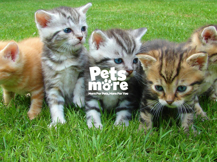 Petsmore