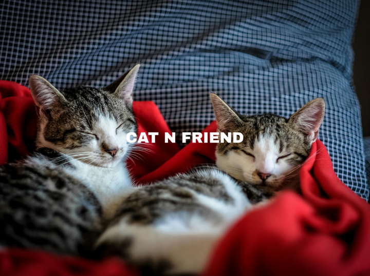 CAT N FRIEND