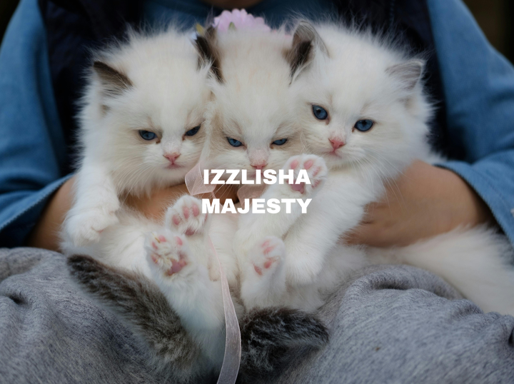 Izzlisha Majesty