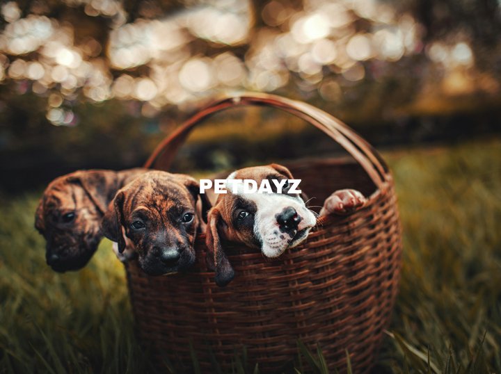 Petdayz