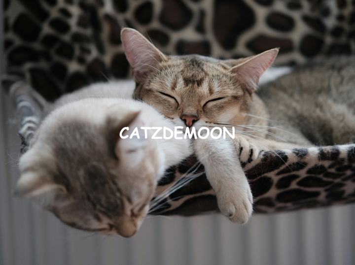 CATZDEMOON HOTEL & GROOMING