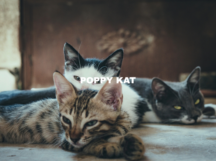 Shop Poppy Kat on Atome