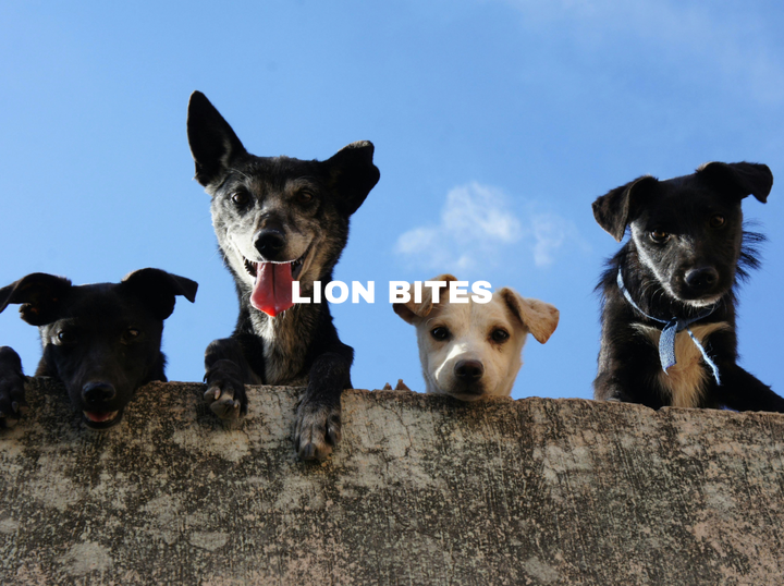 Lion Bites