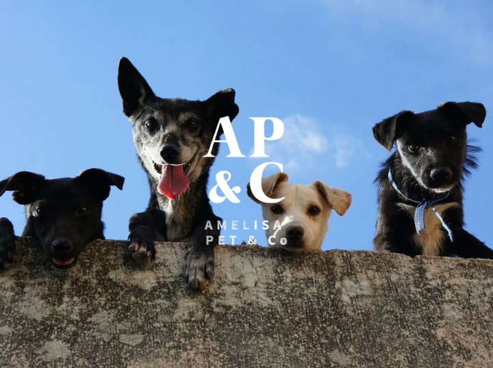 Amelisa Pet & Co.