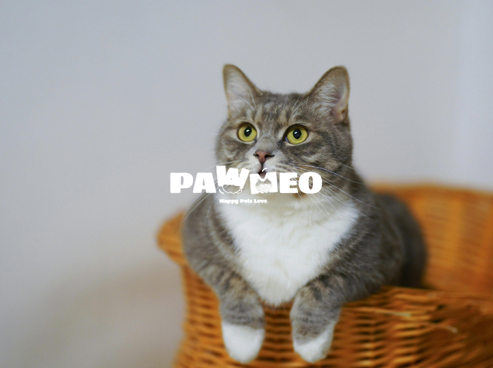 Pawmeo
