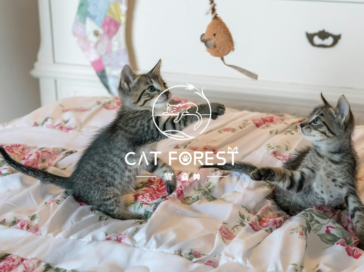 CAT FOREST CATTERY
