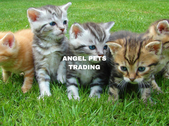 ANGEL PETS TRADING