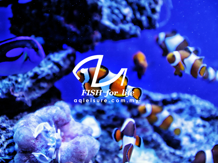 AQUA LEISURE