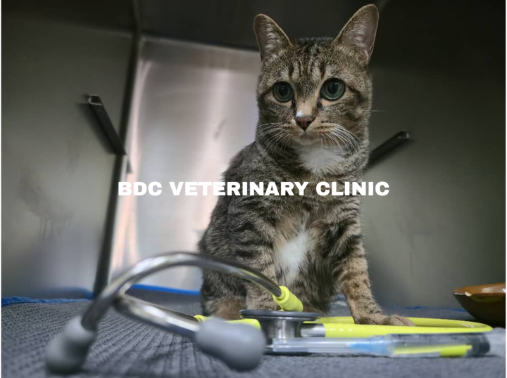 BDC VETERINARY CLINIC
