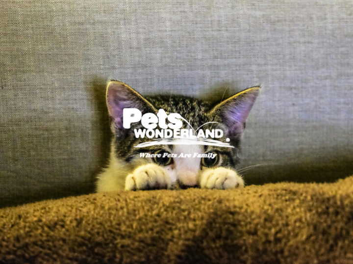 Pets Wonderland