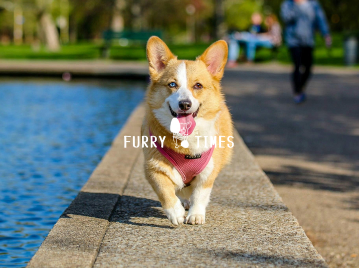 Furry Times