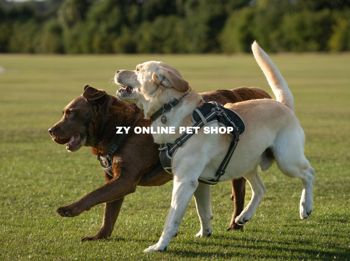 ZY ONLINE PET SHOP