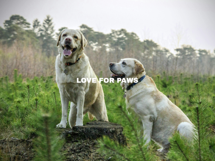 LOVE FOR PAWS