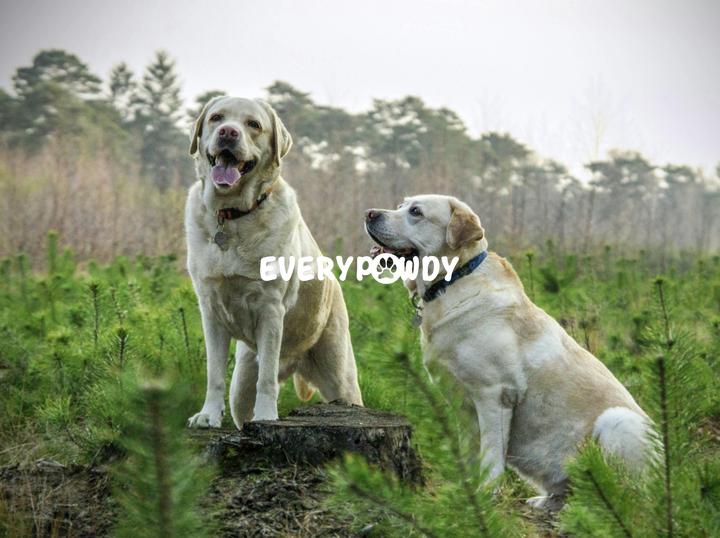 Everypawdy Bone Broth