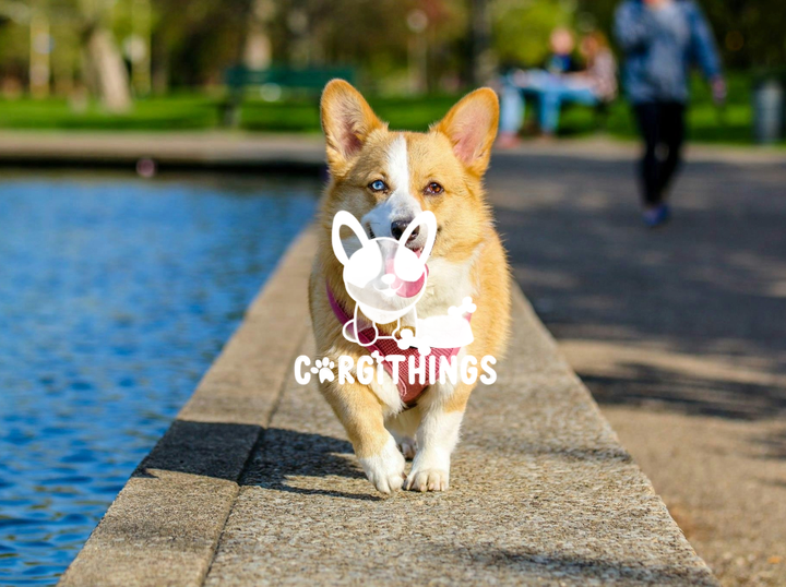 Corgithings