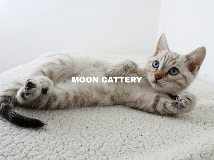 Moon Cattery