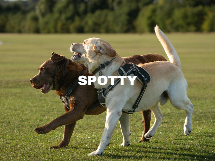 Spotty