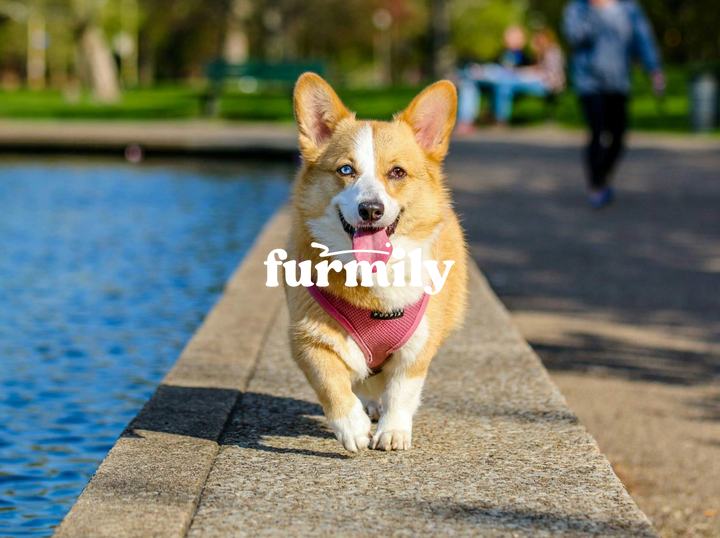 Furmily