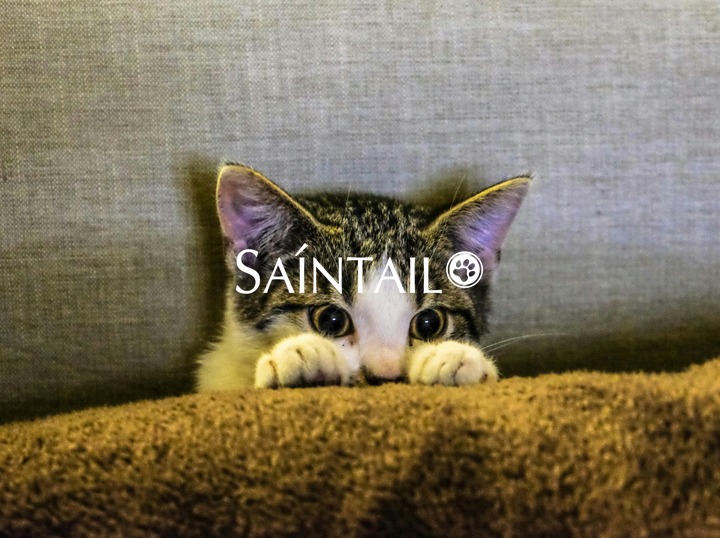 Saintail