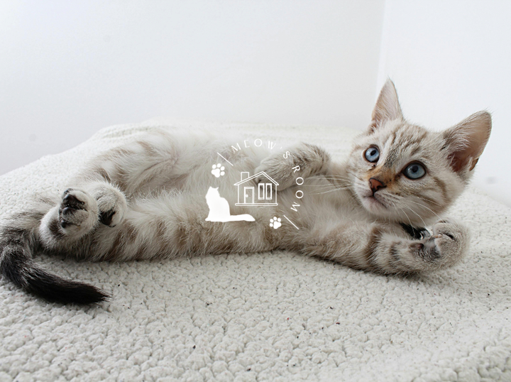 MEOWSROOM