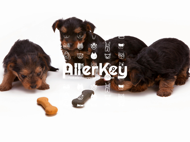 Allerkey Testing Malaysia